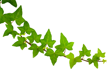leaf4